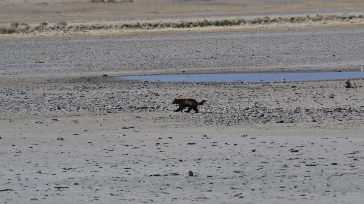 Utah's Antelope Island is (likely) the home to a Wolverine.