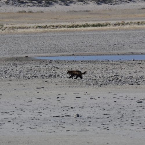 Utah's Antelope Island is (likely) the home to a Wolverine.