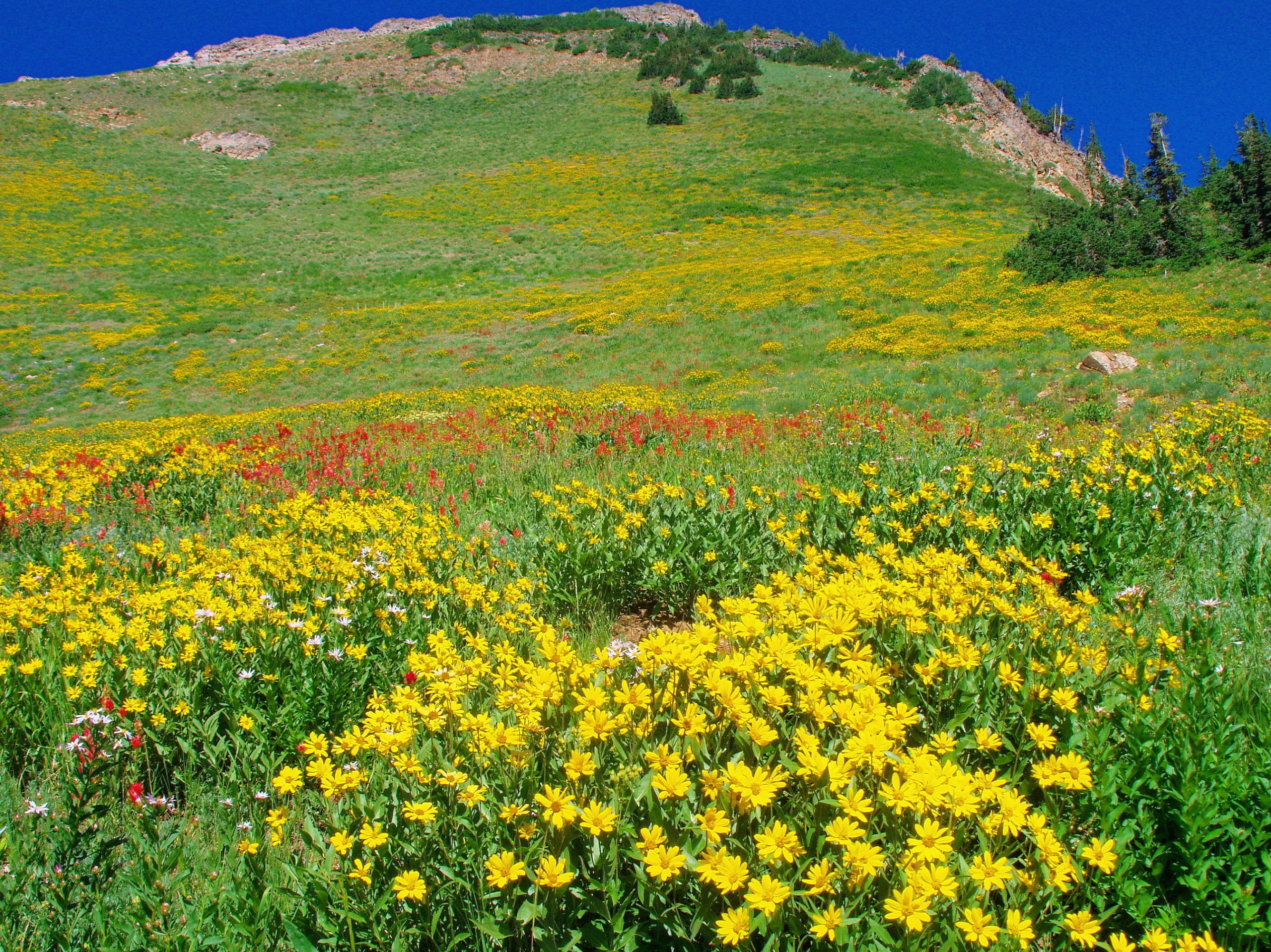 The wildly popular Wasatch Wildflower Festival is back TownLift, Park