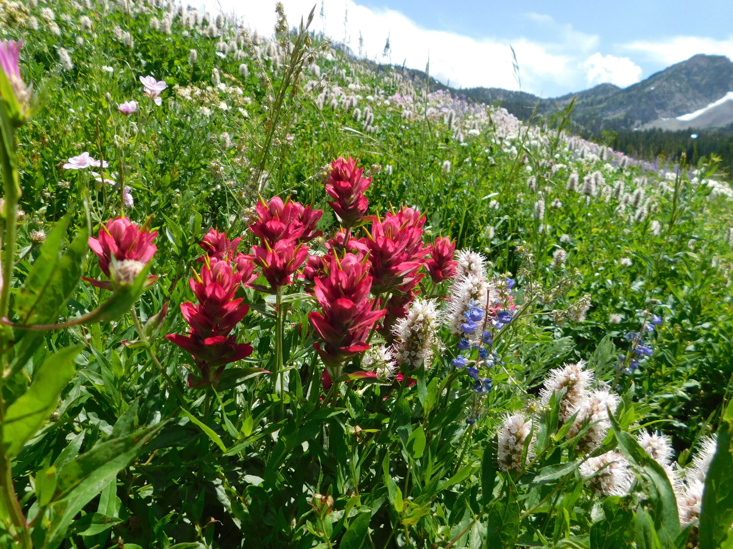 The wildly popular Wasatch Wildflower Festival is back TownLift, Park