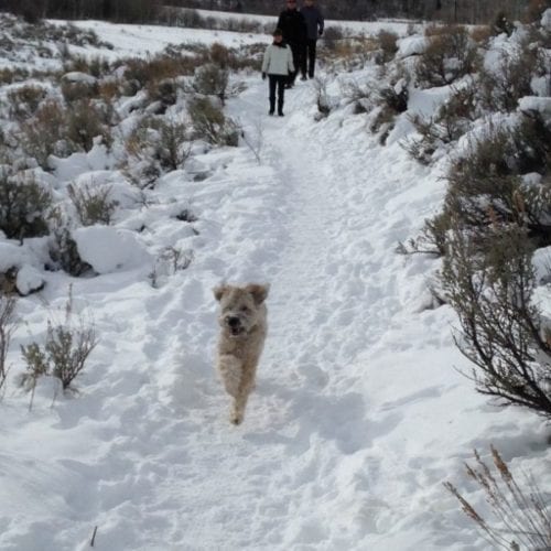 Our favorite Bark City dog parks - TownLift, Park City News