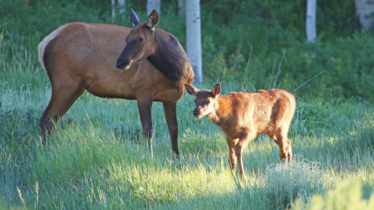 An elk herd with their offspring in Wasatch County.