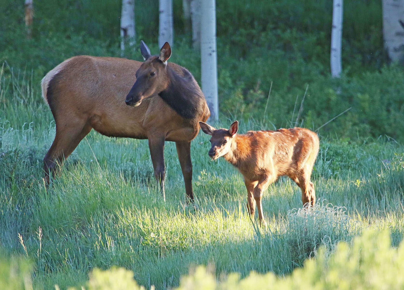 An elk herd with their offspring in Wasatch County.