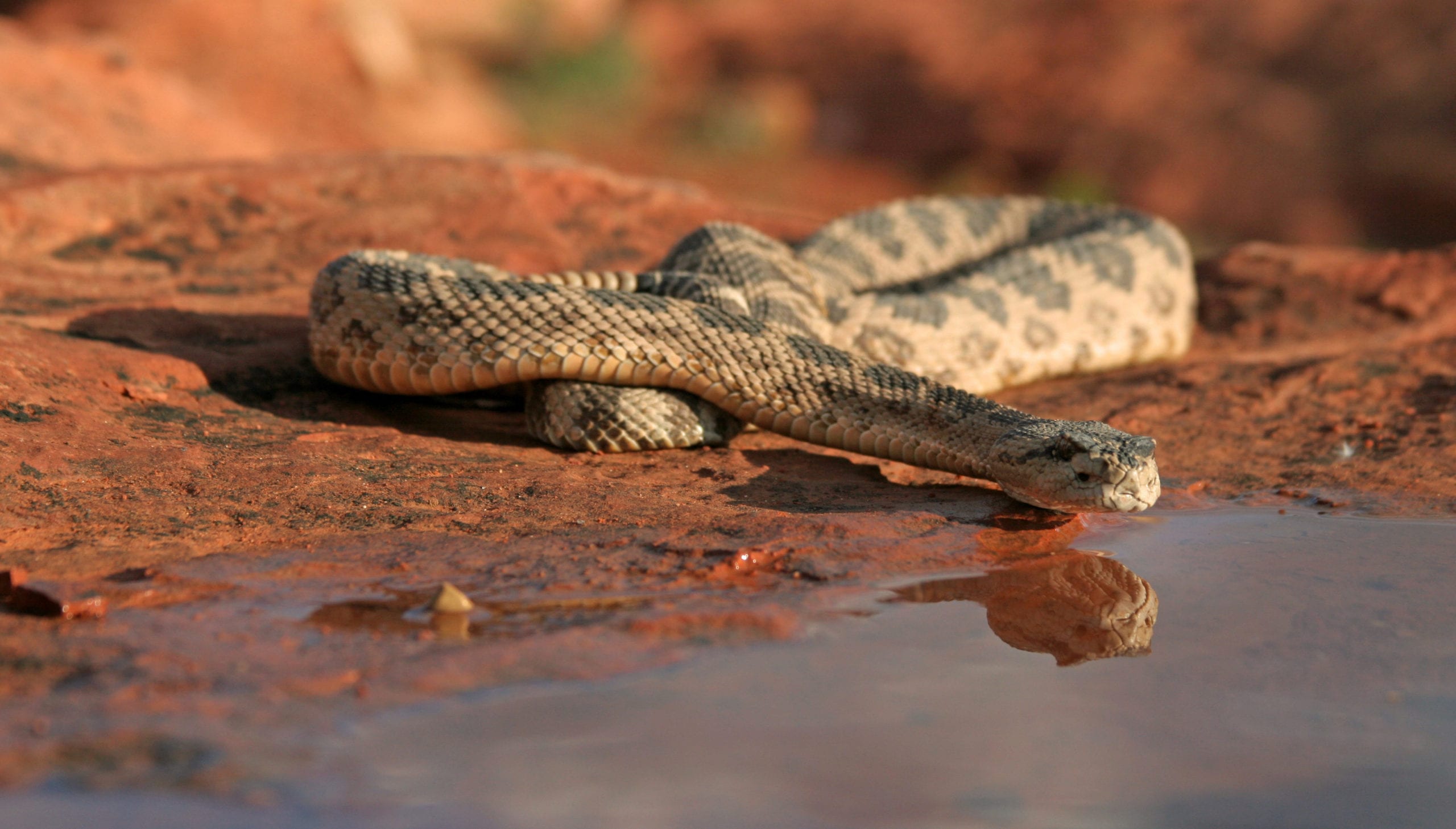 are rattlesnakes afraid of humans