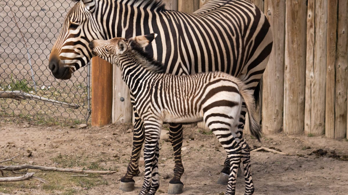 Meet Archie (with mom, Poppy), the newest zebra at Utah's Hogle Zoo.
