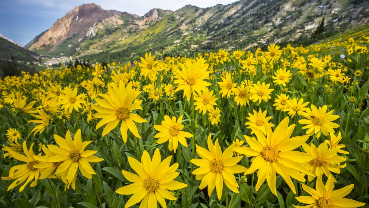 Wildflowers in Northern Utah's Cottonwood Canyons.