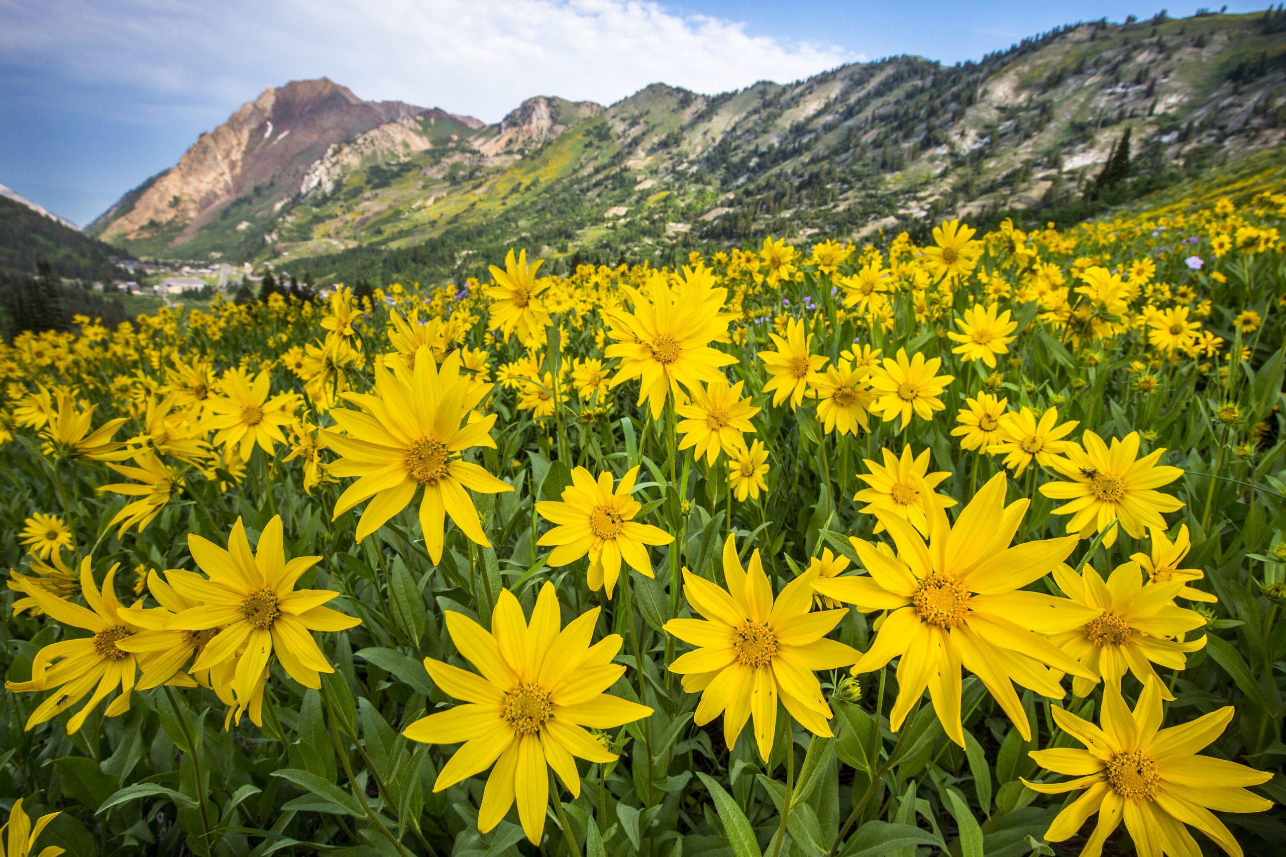 The wildly popular Wasatch Wildflower Festival is back TownLift, Park