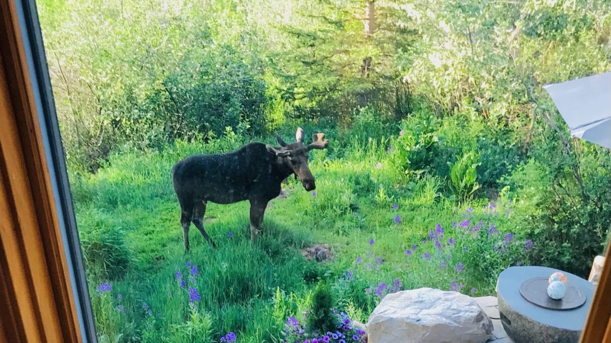 A moose checks out its mini-me.