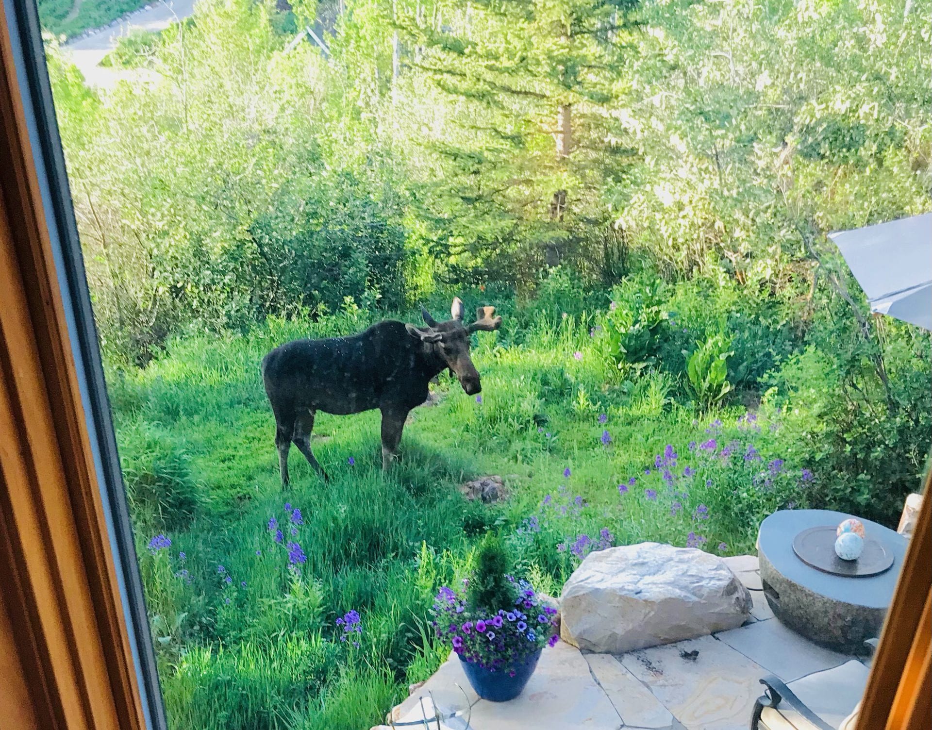 A moose checks out its mini-me.