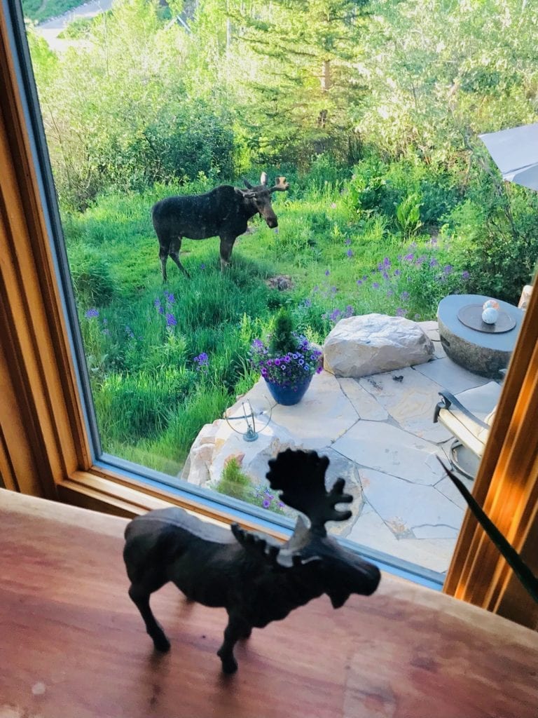 A moose checks out its mini-me.