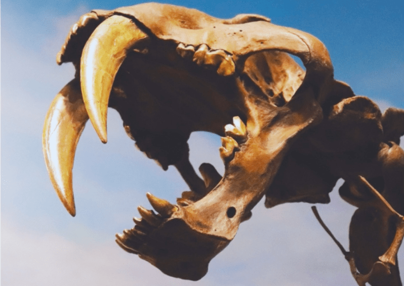 Did you know? The Saber-Toothed Cat used to roam Park City, about 40,000 years ago.