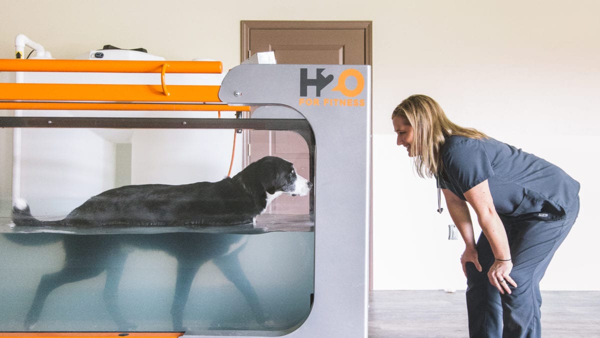 Underwater treadmills are a helpful, low impact addition to a pet's rehab schedule.