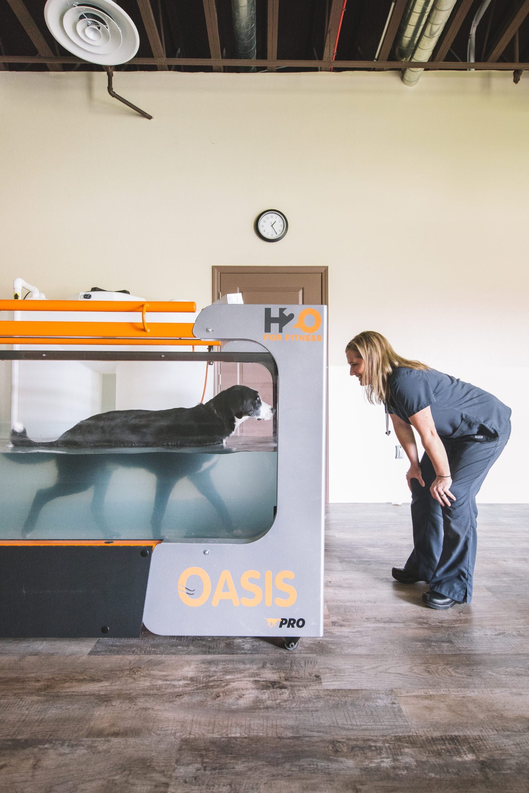 Underwater treadmills are a helpful, low impact addition to a pet's rehab schedule.