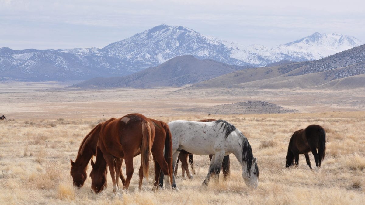 Utah's Onaqui herd management area in February 2012.