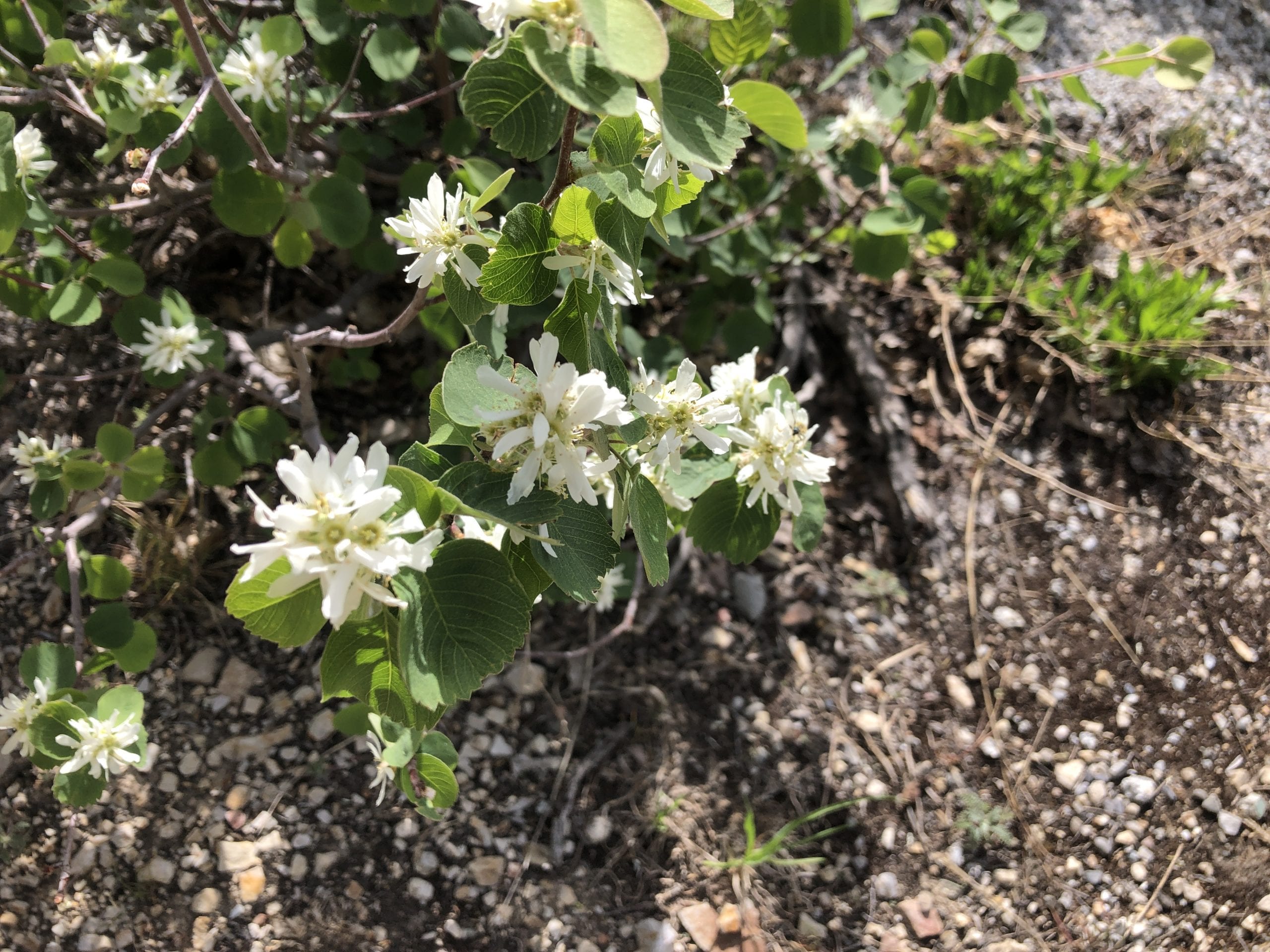 The Utah Serviceberry, the fruit is edible and is an important food for wildlife.