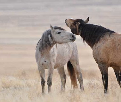 Wild horses.