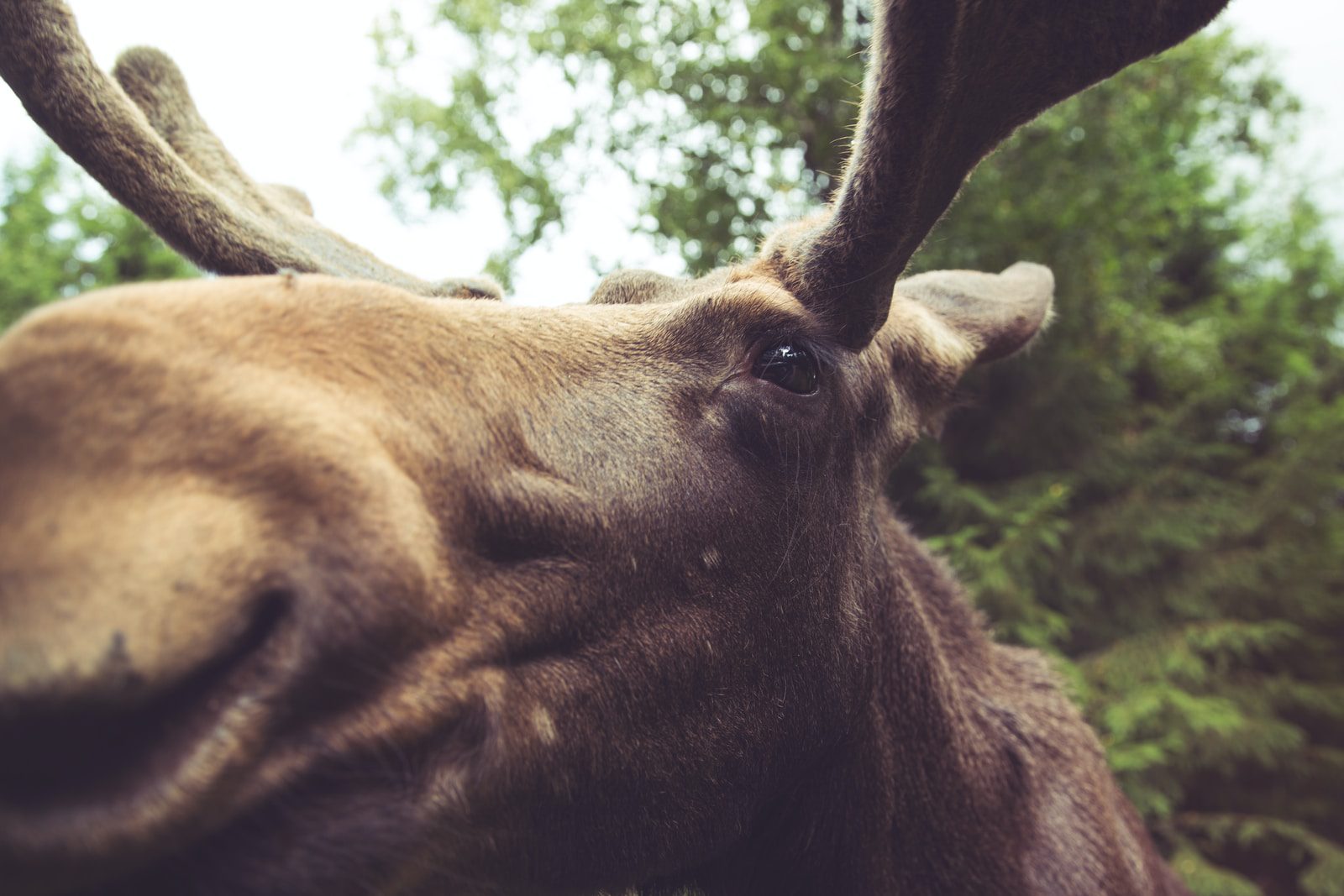 A moose charged at a young teenager at Pinebrook Park, over the weekend.