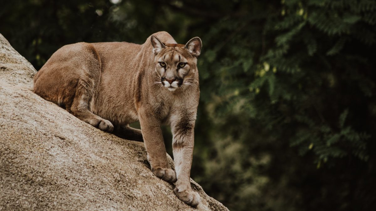 In an encounter with Cougars, people should try to make themselves look big, maintain eye contact and never run away from a cougar. Any small pets or kids should be kept close.
