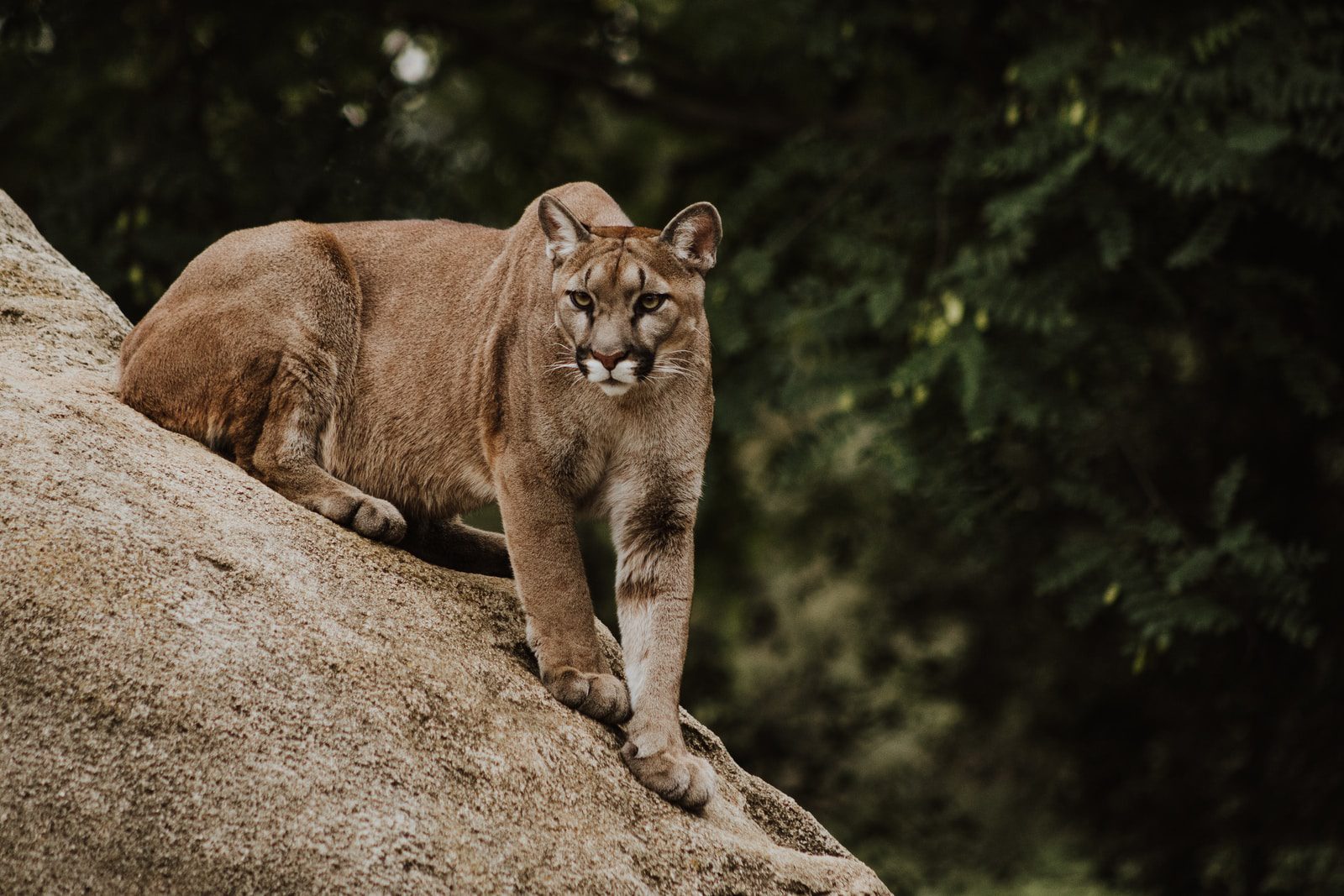 In an encounter with Cougars, people should try to make themselves look big, maintain eye contact and never run away from a cougar. Any small pets or kids should be kept close.