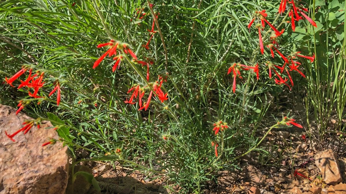 Scarlet Skyrocket in the Wasatch Mountains.