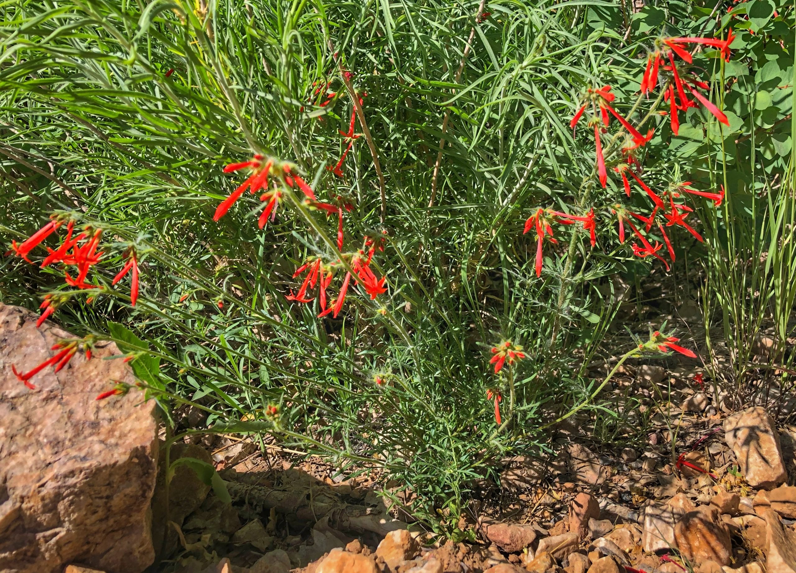 Scarlet Skyrocket in the Wasatch Mountains.