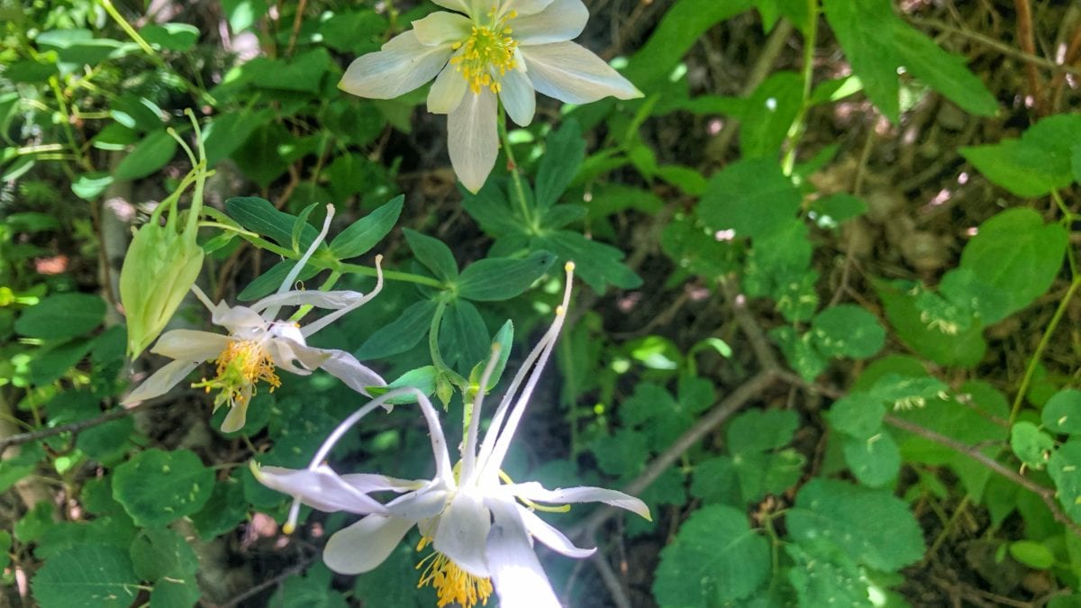 Coville's Columbine in the Wasatch Mountains.