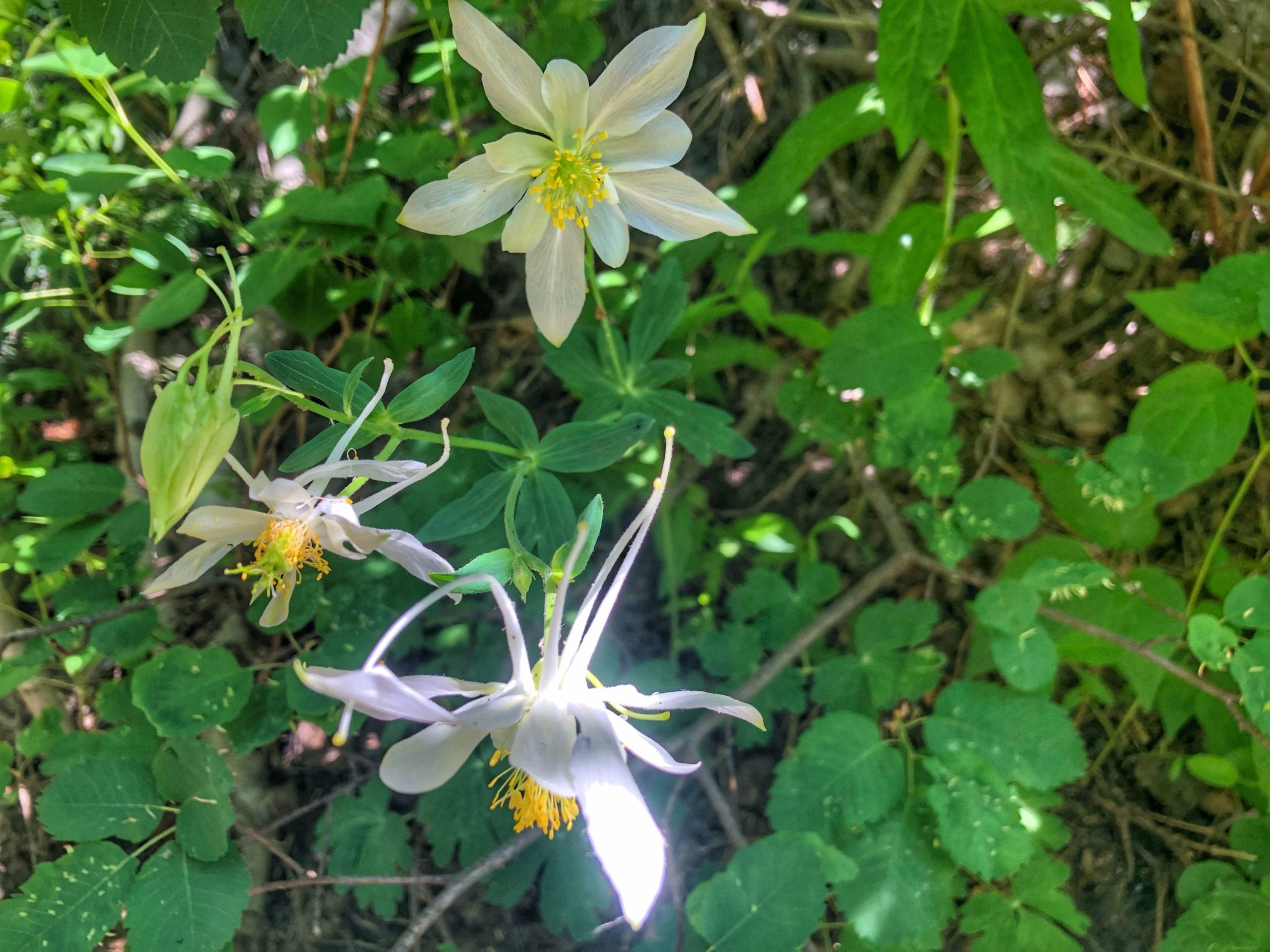 Coville's Columbine in the Wasatch Mountains.