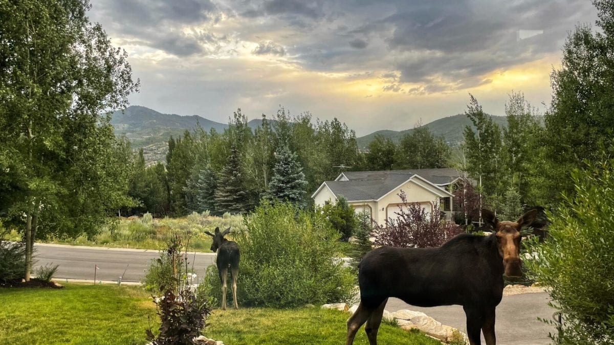 Two moose in Jeremy Ranch.