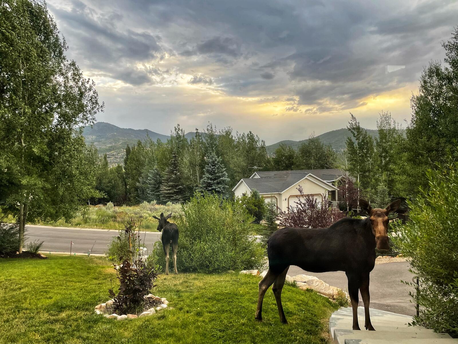 Two moose in Jeremy Ranch.