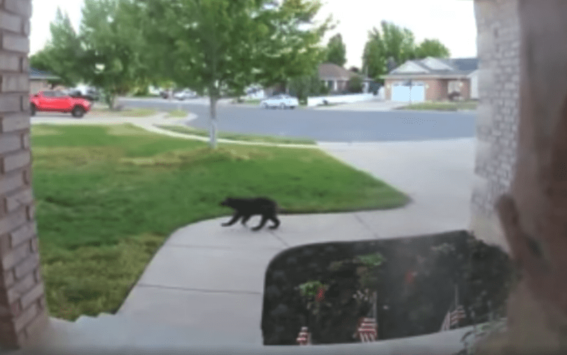 A wolverine was spotted this morining in west Layton on a home webcam.