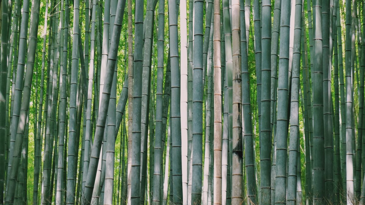 Japanese bamboo forest.
