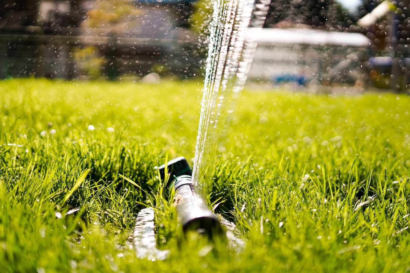 "All watering must be on the day specified, whether in the early morning or late evening, but not during daylight hours."