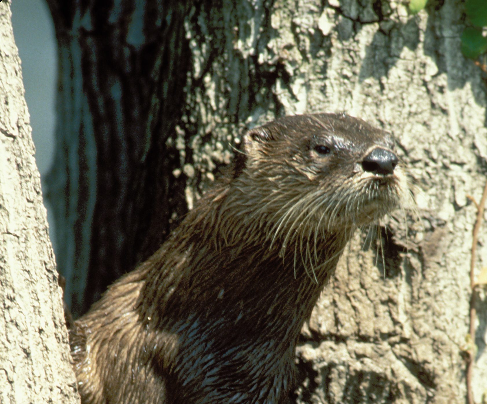 North American river otter in Utah.