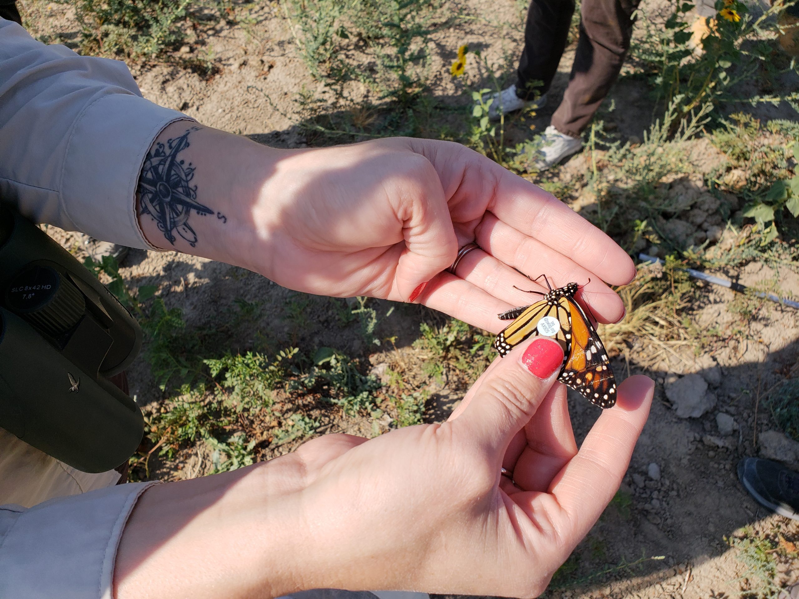 Monarch butterfly tracking event, August 14, in Dinosaur National ...