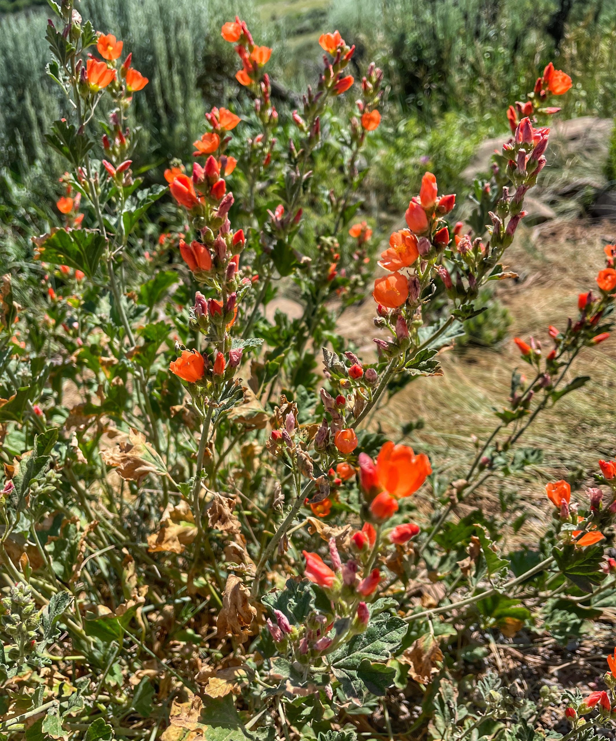 Gray Globemallow (Sphaeralcea incana).