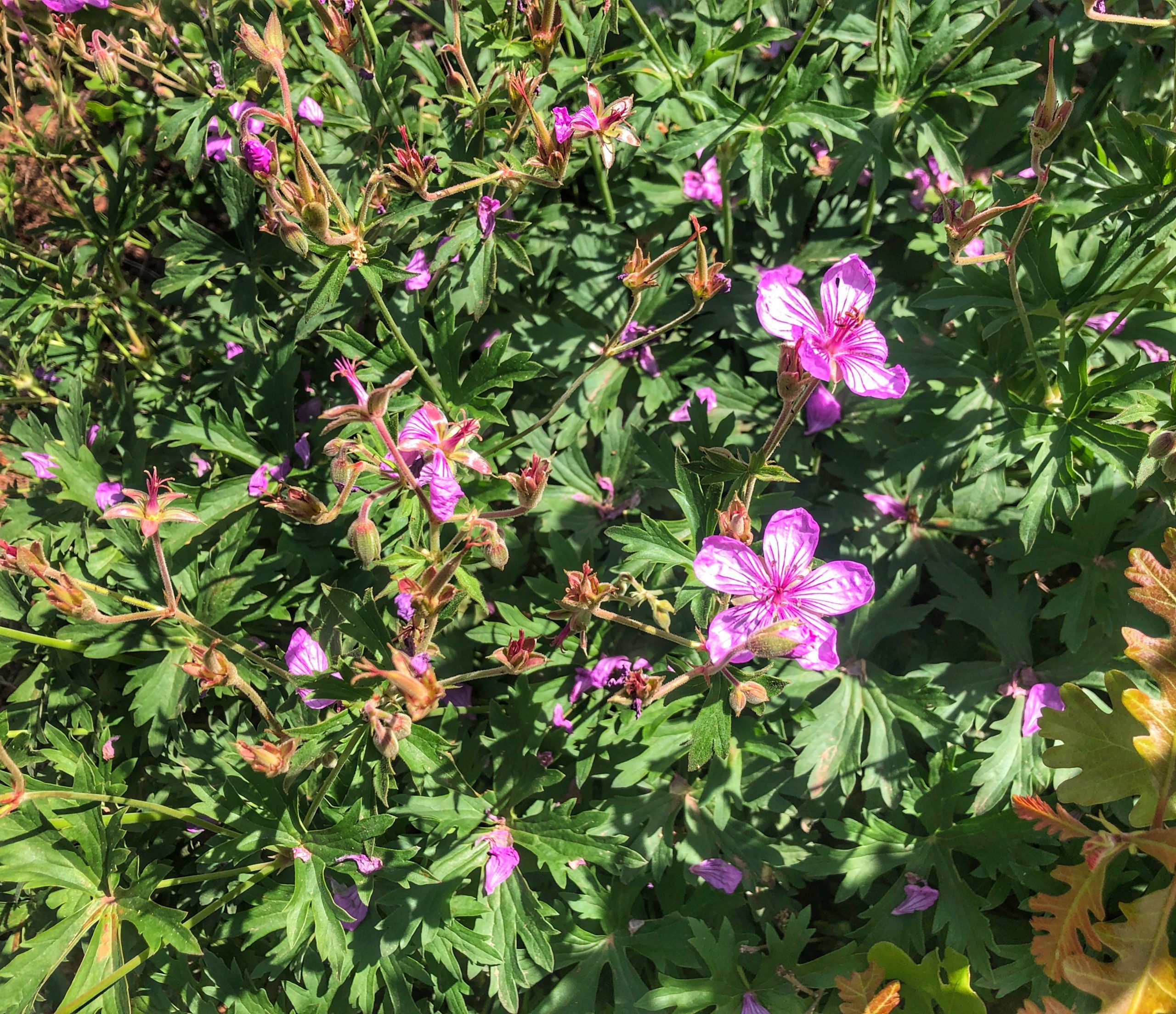 Snapped Sticky Geranium Geranium Viscosissimum Townlift Park City News