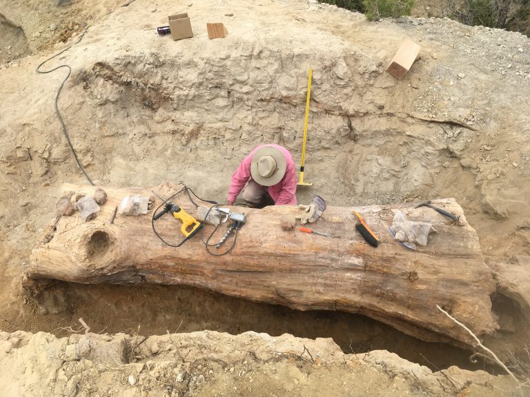 152 million year old log.