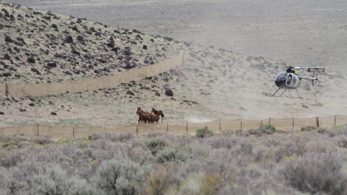 The Blawn Wash Gather in July 2014. Two helicopters were used to bring wild horses to the gather site.