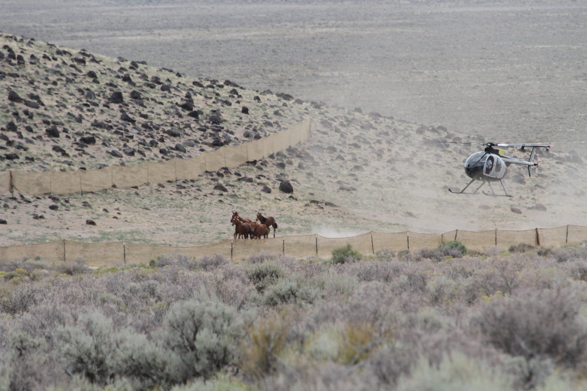 The Blawn Wash Gather in July 2014. Two helicopters were used to bring wild horses to the gather site.