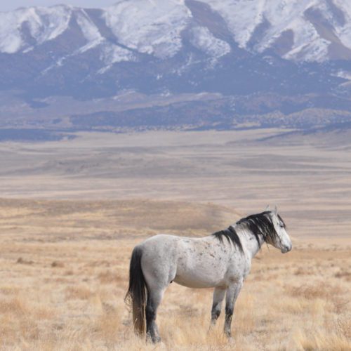 The Onaqui HMA with the horses that were released in February 2012.