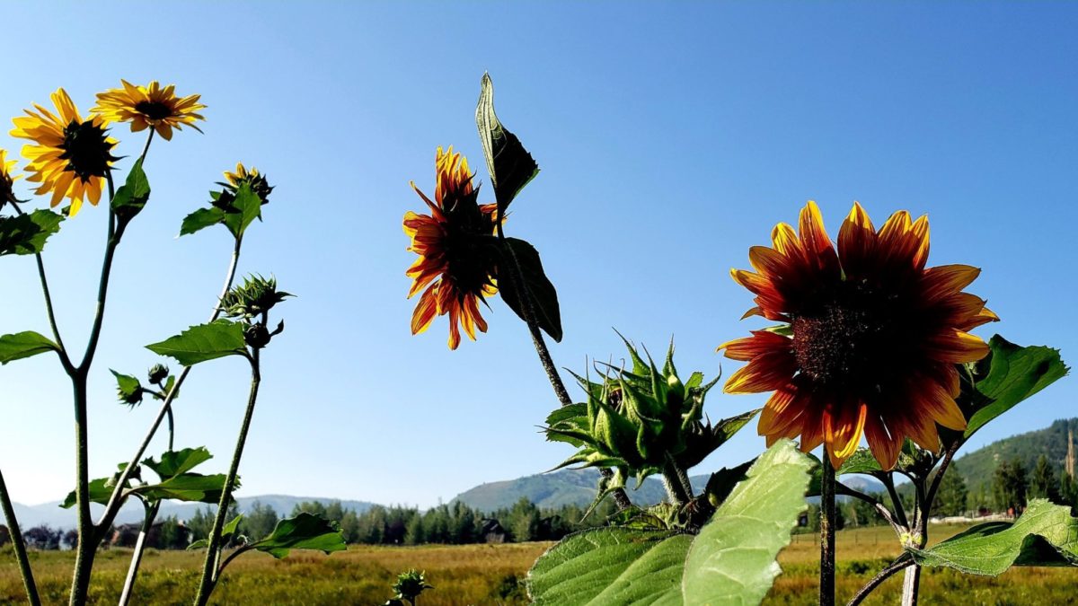 Sunflowers along the McPolin Barn Trail.