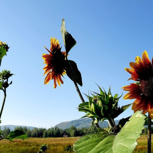 SNAPPED Sunflowers along McPolin Farm Trail TownLift, Park City News