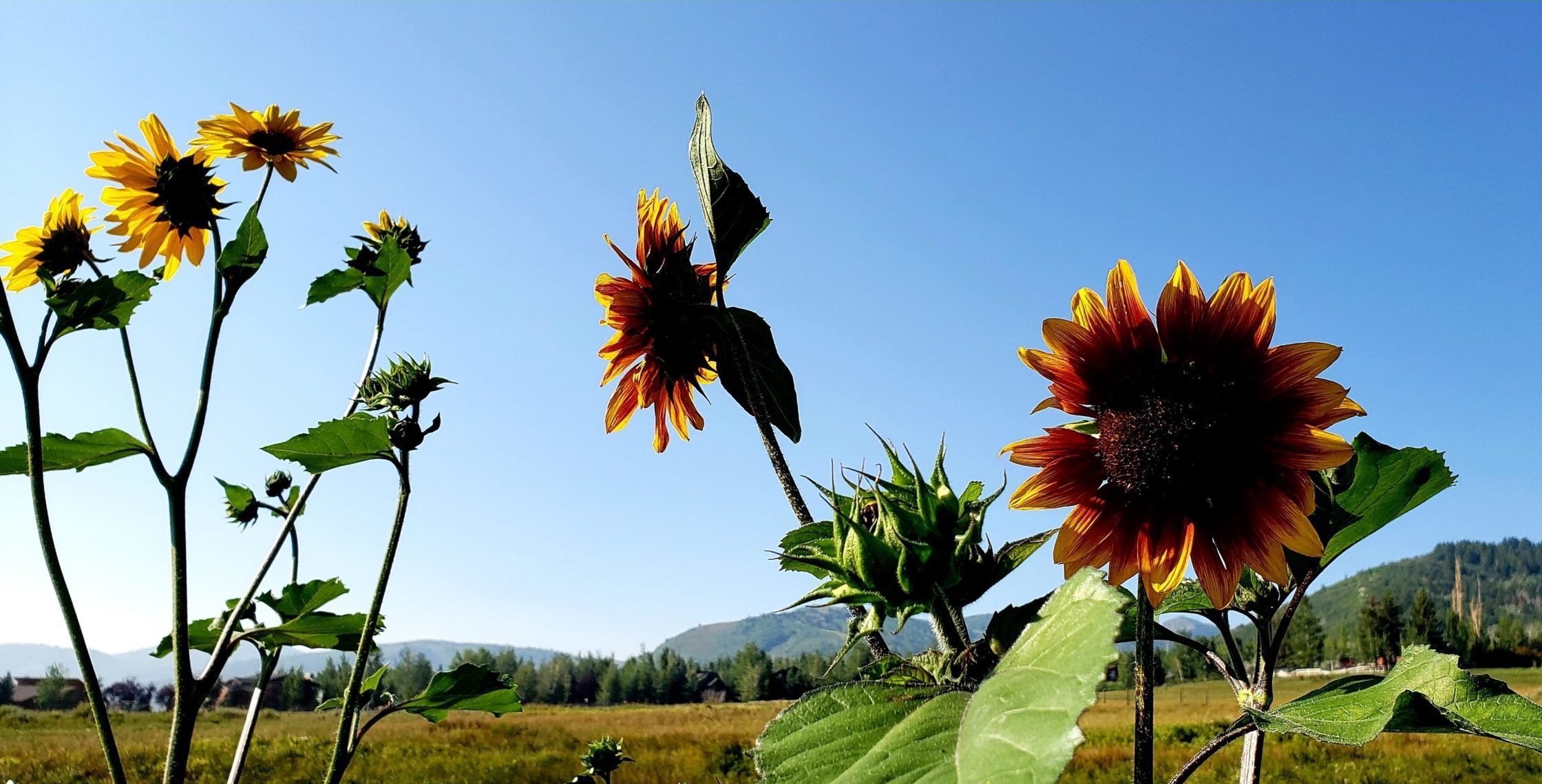 Sunflowers along the McPolin Barn Trail.