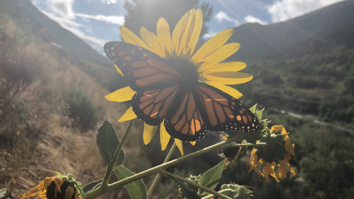 Monarch Butterfly in Utah.