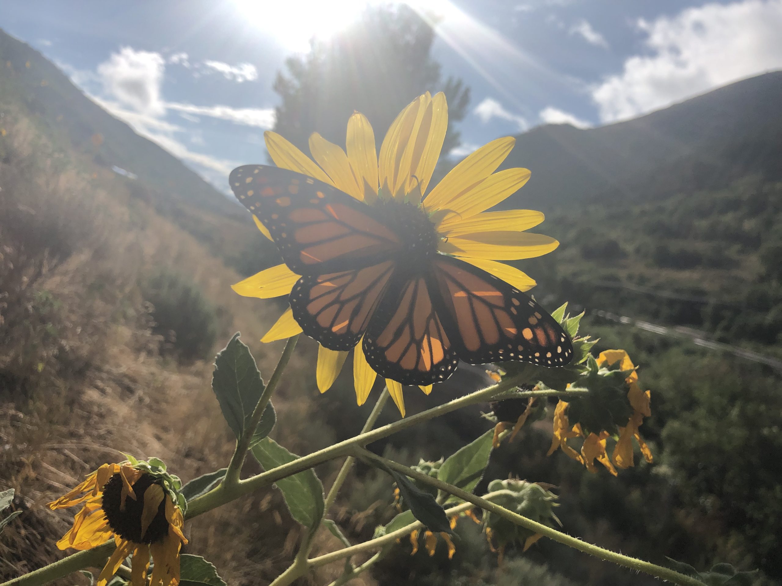 Monarch Butterfly in Utah.