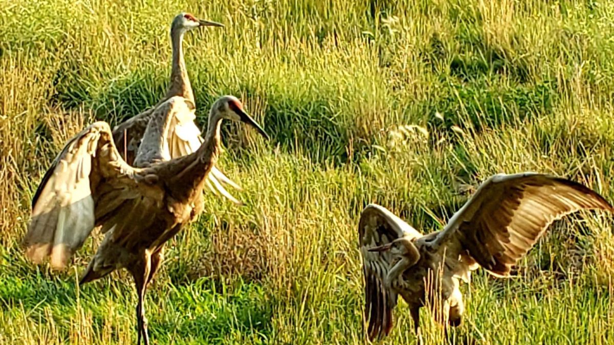 Sandhill Cranes forage for grains and invertebrates in prairies, grasslands, and marshes.