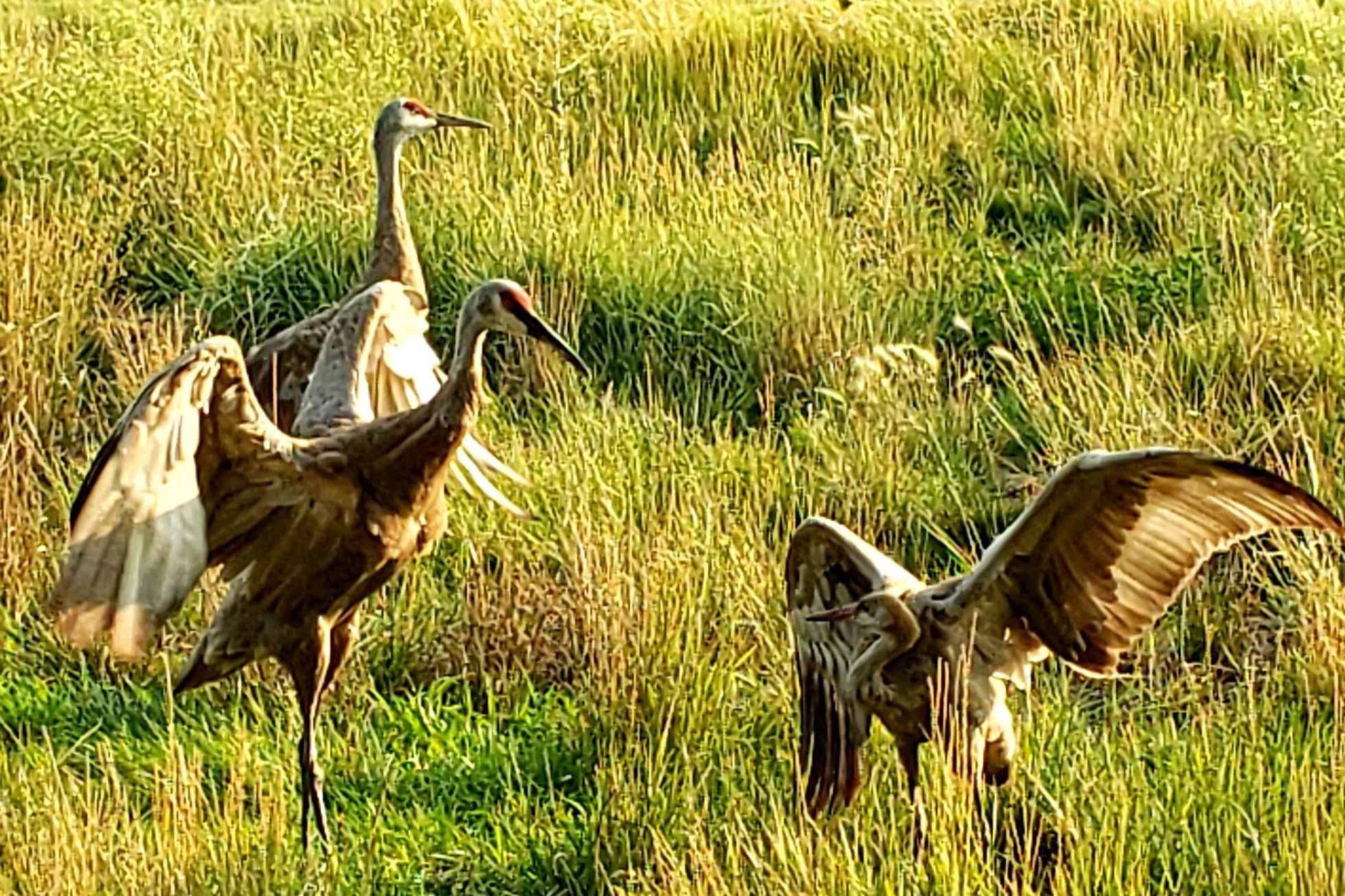 Sandhill Cranes forage for grains and invertebrates in prairies, grasslands, and marshes.