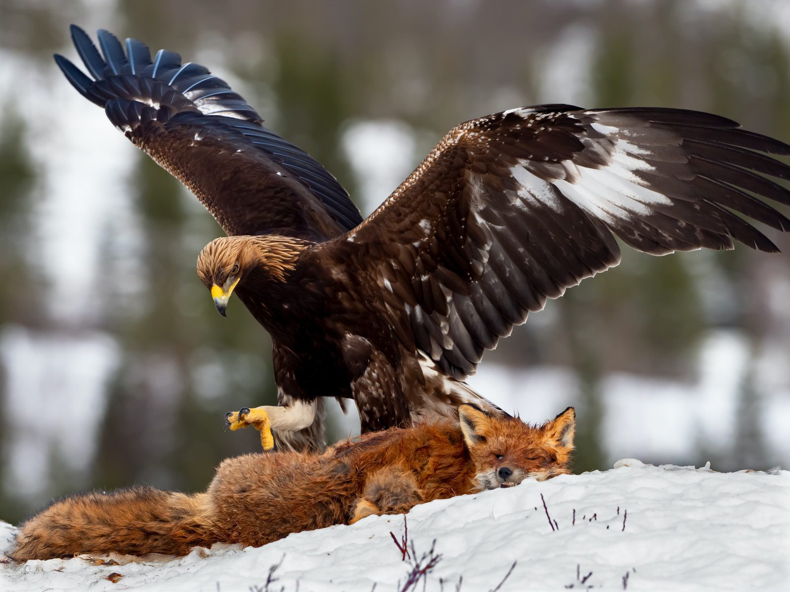 Golden Eagle.