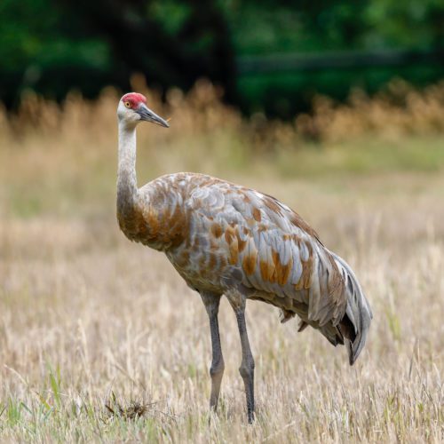 Sandhill Cranes are known for dancing. Courting cranes do an energetic dance when mating.