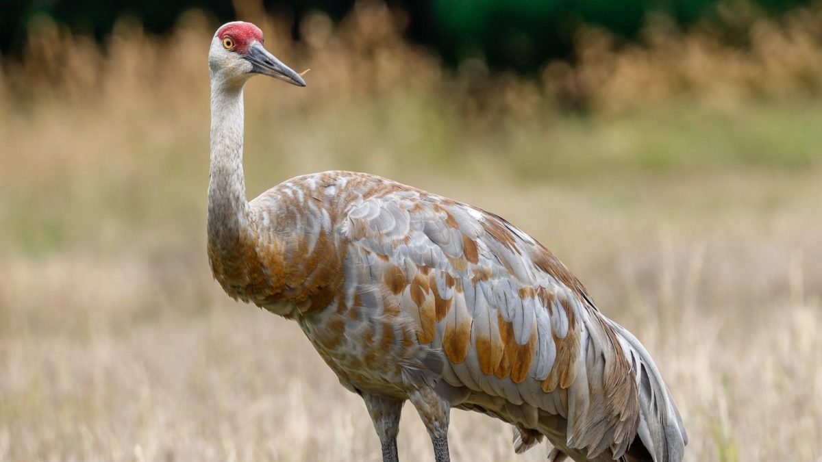 Sandhill Cranes are known for dancing. Courting cranes do an energetic dance when mating.